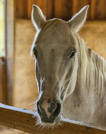 Horse in stable looking at camera