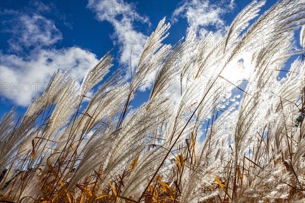 Pampas Grasses and blue sky on a fall afternoon