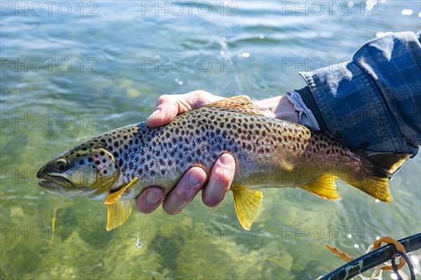 Senior man holding trout before releasing back to creek