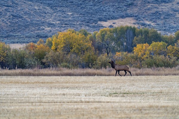 Bull Elk looks across cut field