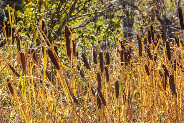 Cattails growing in marshy area