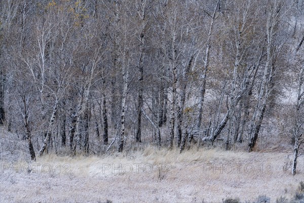 Snow covering bare trees