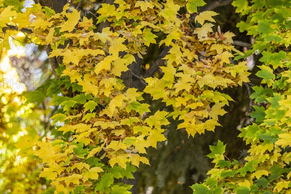 Fall foliage in tree