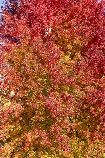 Red and yellow tree in autumn