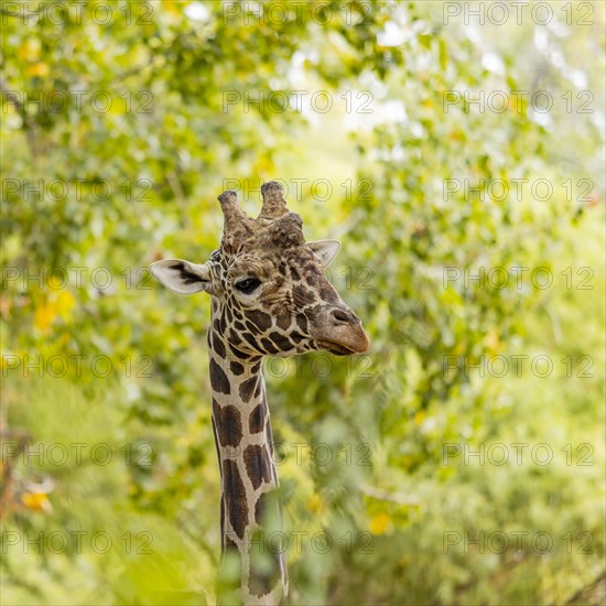 Giraffe among green foliage in Boise Zoo