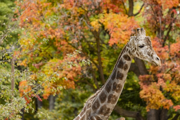 Giraffe among autumn foliage in Boise Zoo