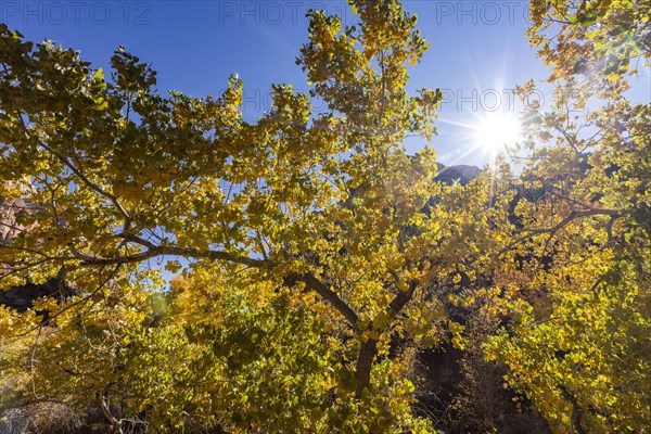 Autumn foliage on sunny day in Zion National Park