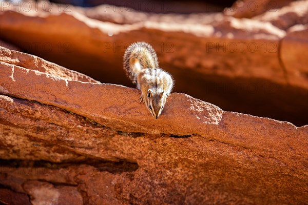 Wild chipmunk on rocks