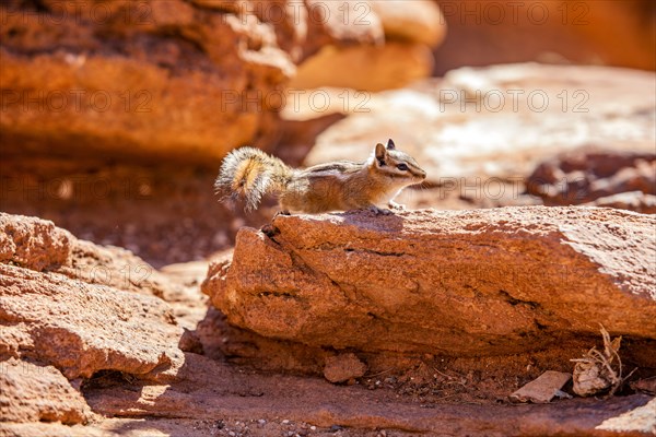 Wild chipmunk on rocks