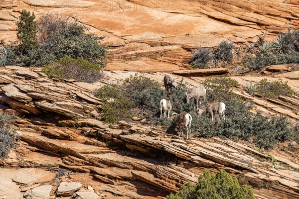 Mountain Bighorn Sheep grazing