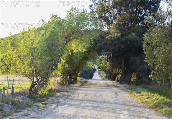 Country road and green foliage