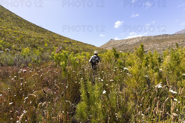 Senior male hiker walking among tall plants