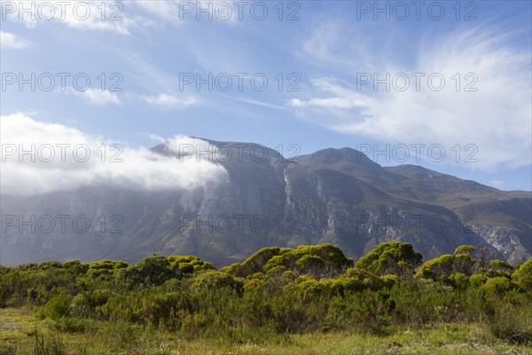 Klein mountains and green foliage