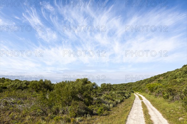 Dirt road and green foliage under blue sky
