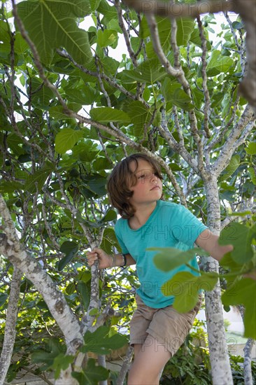 Boy climbing tree in summer