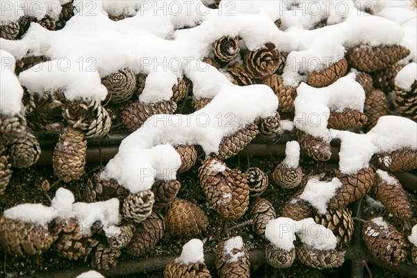 Close-up of snow covered pine cones