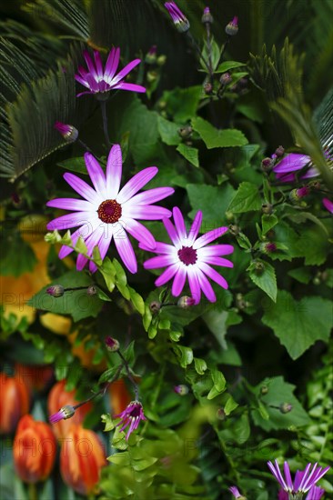 Close-up of pink spring flowers