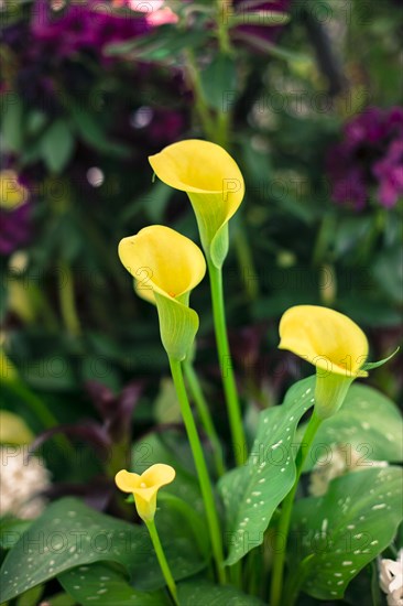 Close-up of yellow lilies