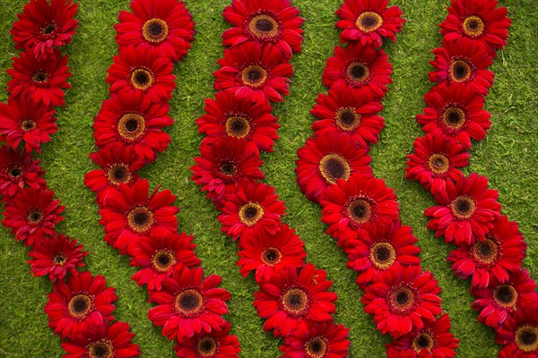 Red gerbera daisies arranged in rows