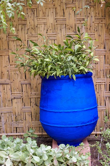 Plants growing in blue vase in garden