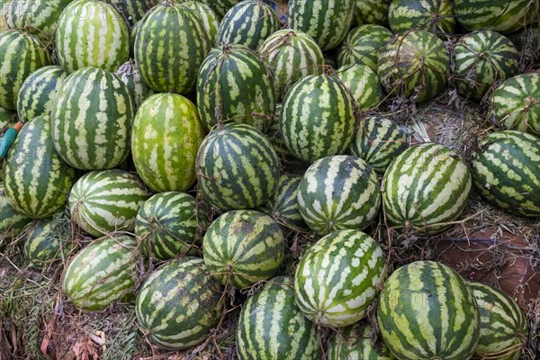Heap of striped melons for sale