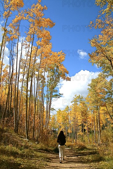 Woman hiking in autumn forest with yellow Aspen trees