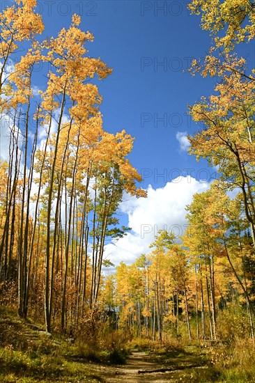 Autumn forest with yellow Aspen trees