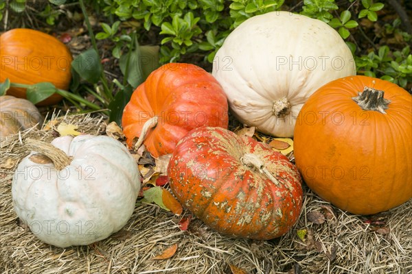 Autumn pumpkins and gourds on hay