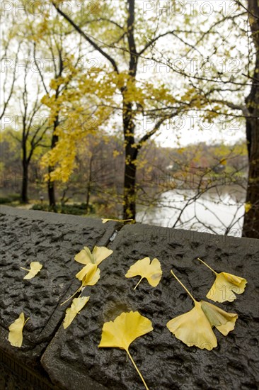 Autumn park with yellow leaves