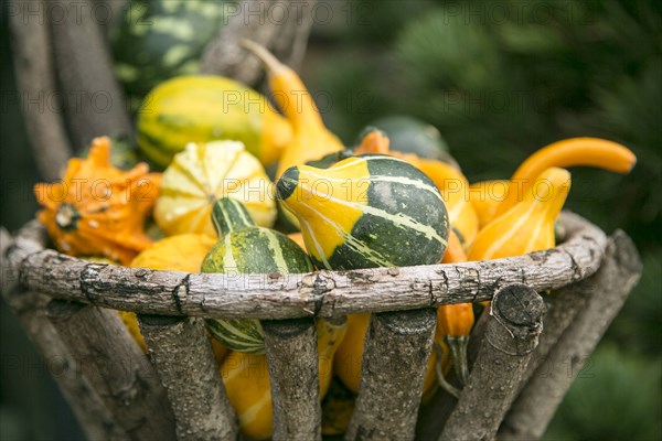 Autumn pumpkins and gourds in basket