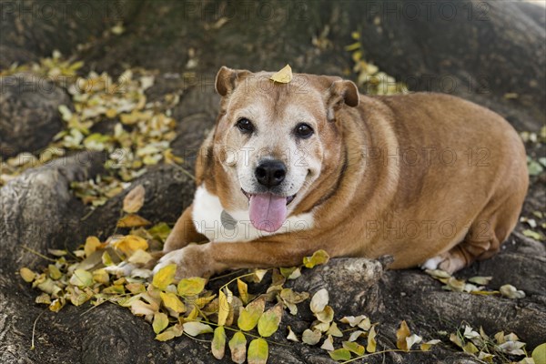 Senior dog resting in fall leaves