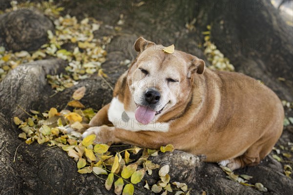 Senior dog resting in fall leaves