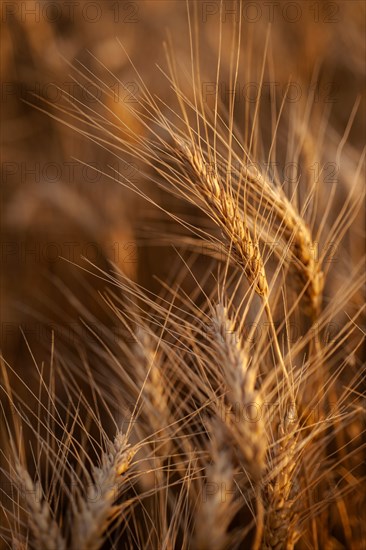 Close-up of wheat growing in field