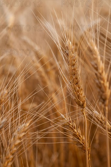 Close-up of wheat growing in field