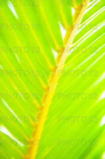 Close-up of tropical green leaf