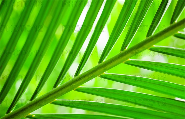 Close-up of tropical green leaf