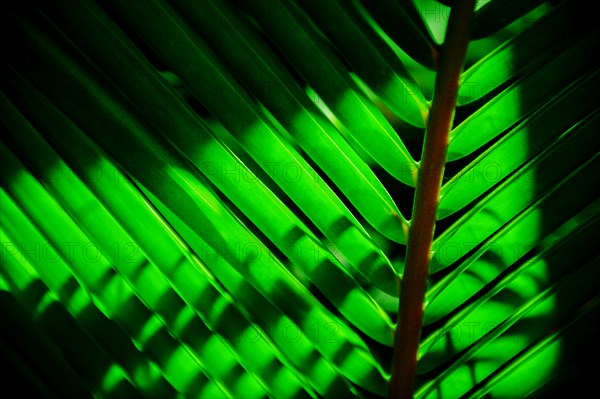 Close-up of tropical green leaf