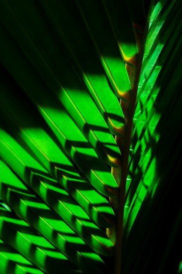 Close-up of tropical green leaf