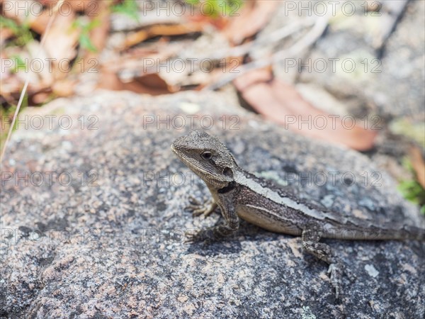 Spotted skink sitting on rock