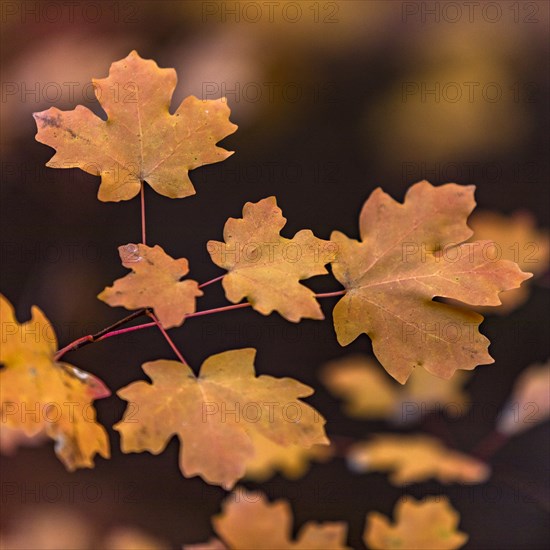 Autumn leaves on branch in Zion National Park