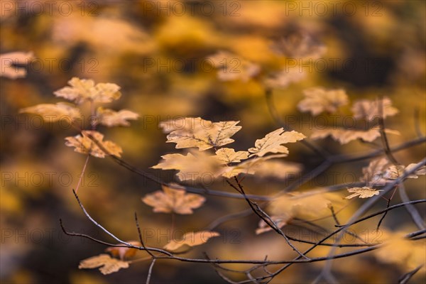 Autumn leaves on branch in Zion National Park