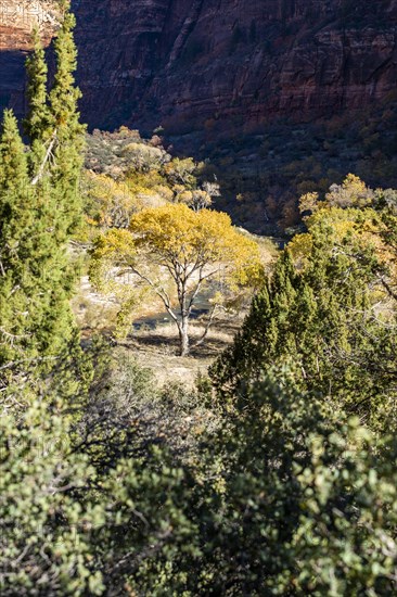 View of autumn tree in valley in Zion National Park