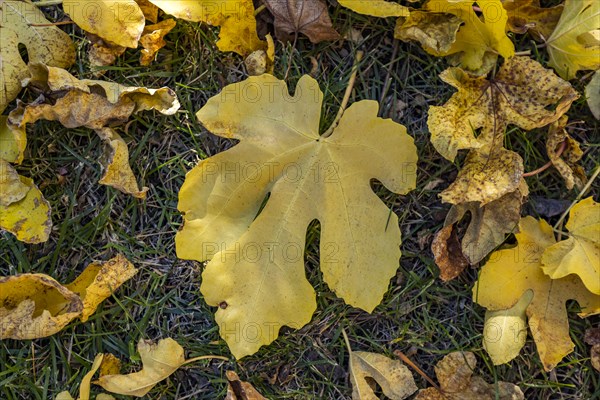 Autumn fig leaves lying on ground