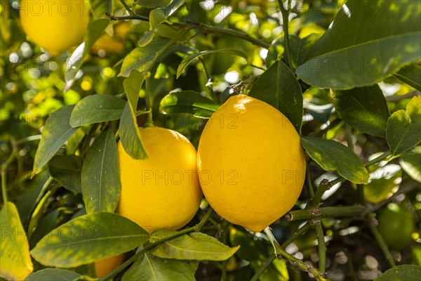 Ripe lemon hanging on branch