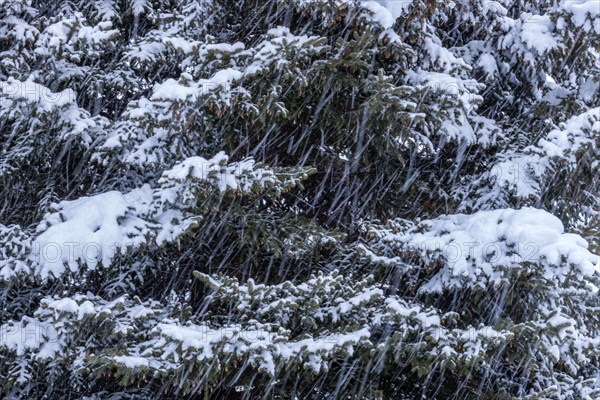 Fresh snow falling on pine trees