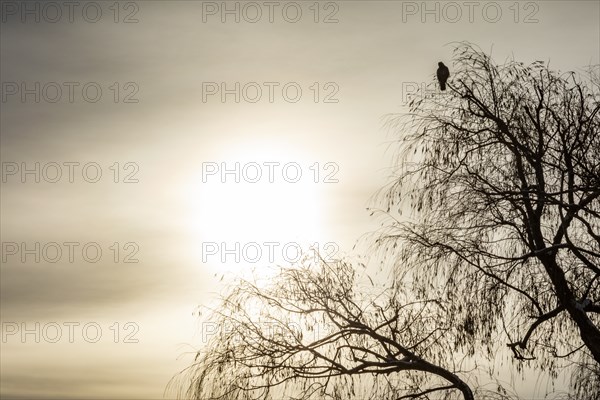 Lone hawk sitting in winter tree