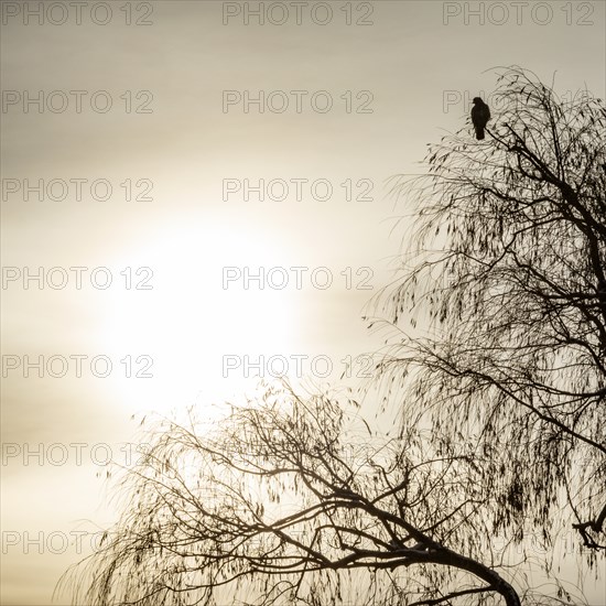 Lone hawk sitting in winter tree