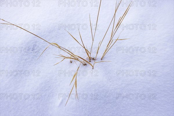 Close up of wild grass in snow