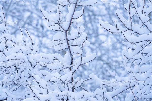 Detail of tree branches with fresh snow
