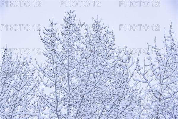 Fresh snow on tree branches